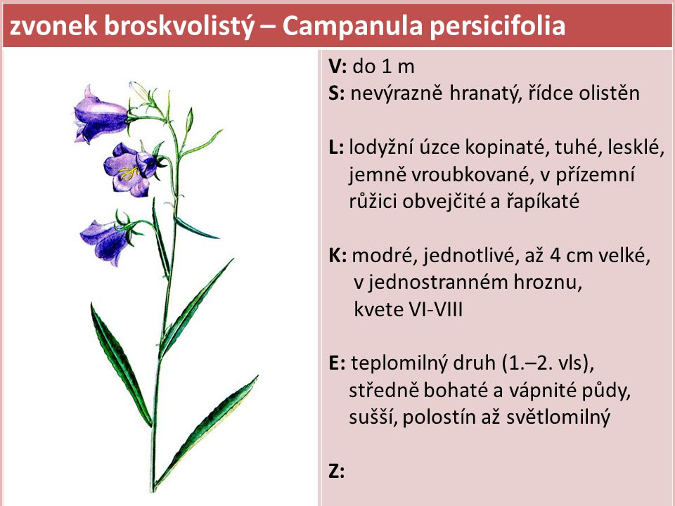zvonek broskvolistý – Campanula persicifolia