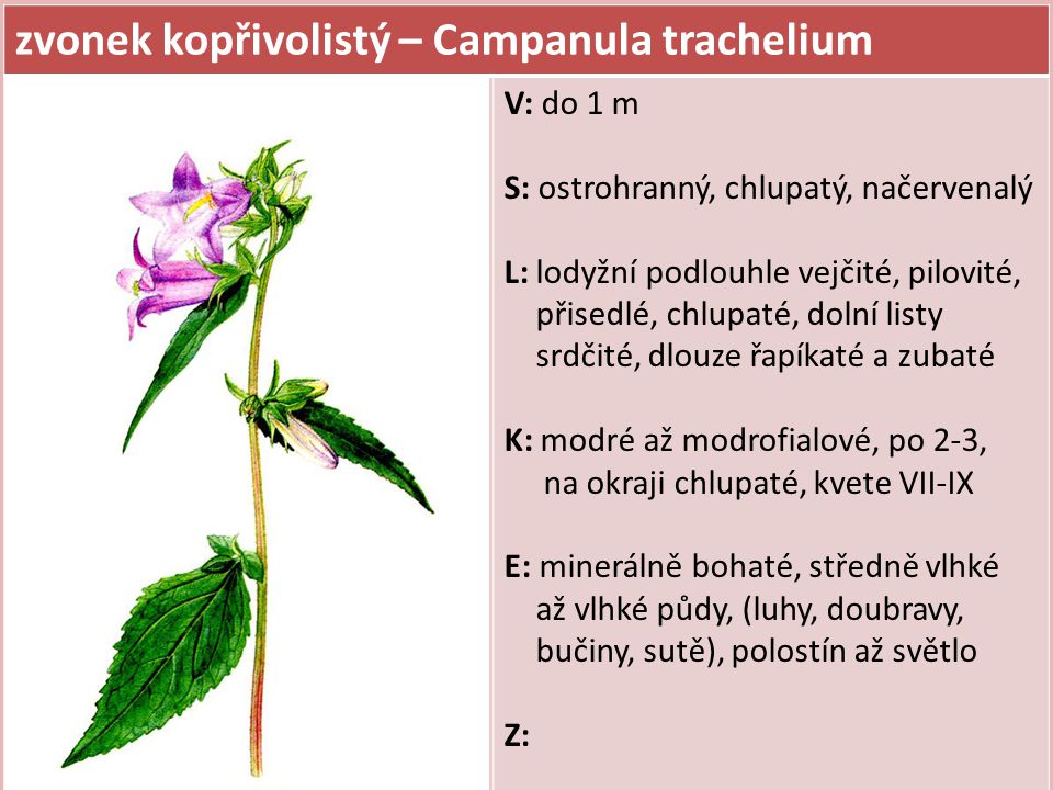 zvonek kopřivolistý – Campanula trachelium