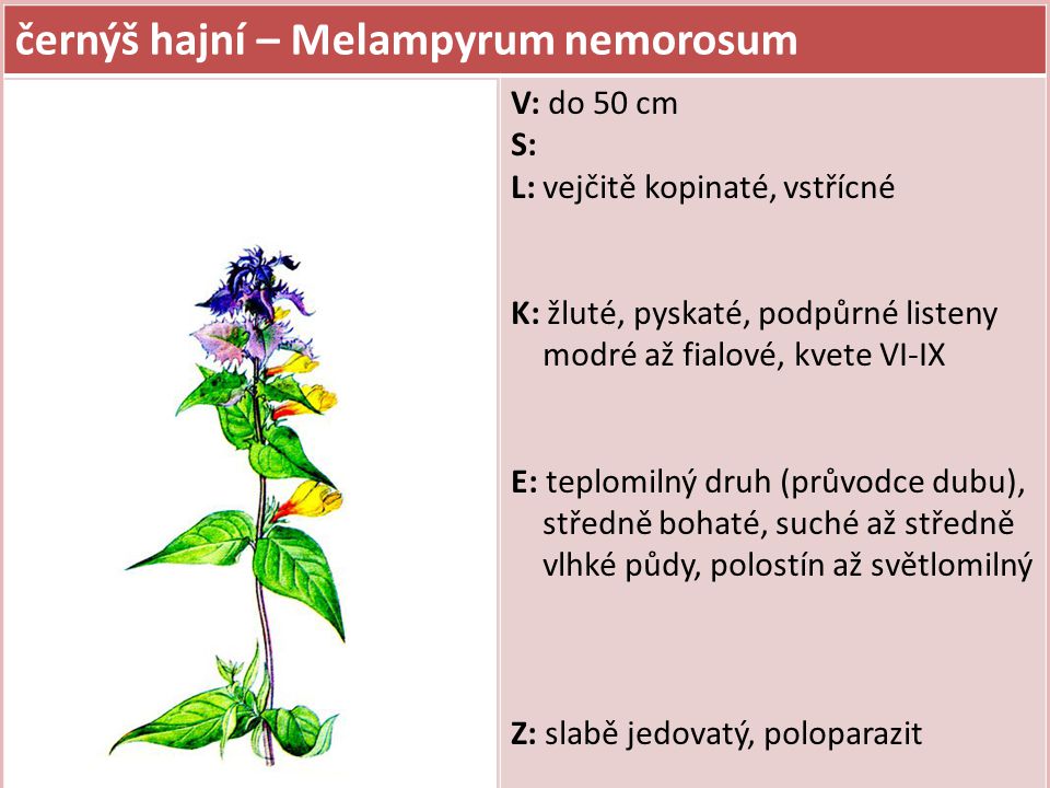 černýš hajní – Melampyrum nemorosum