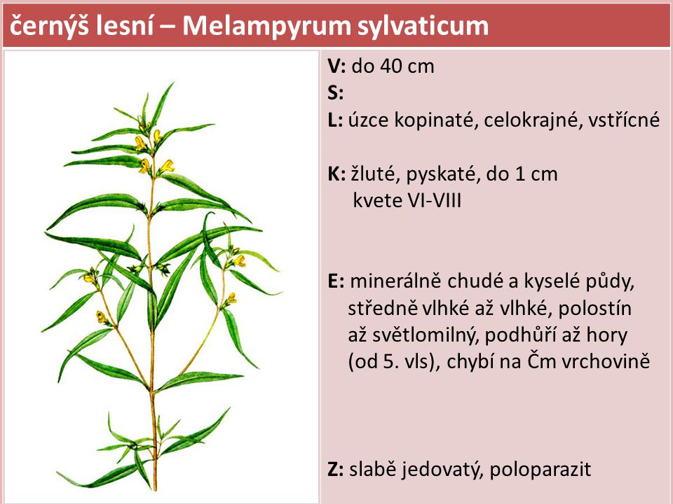 černýš lesní – Melampyrum sylvaticum