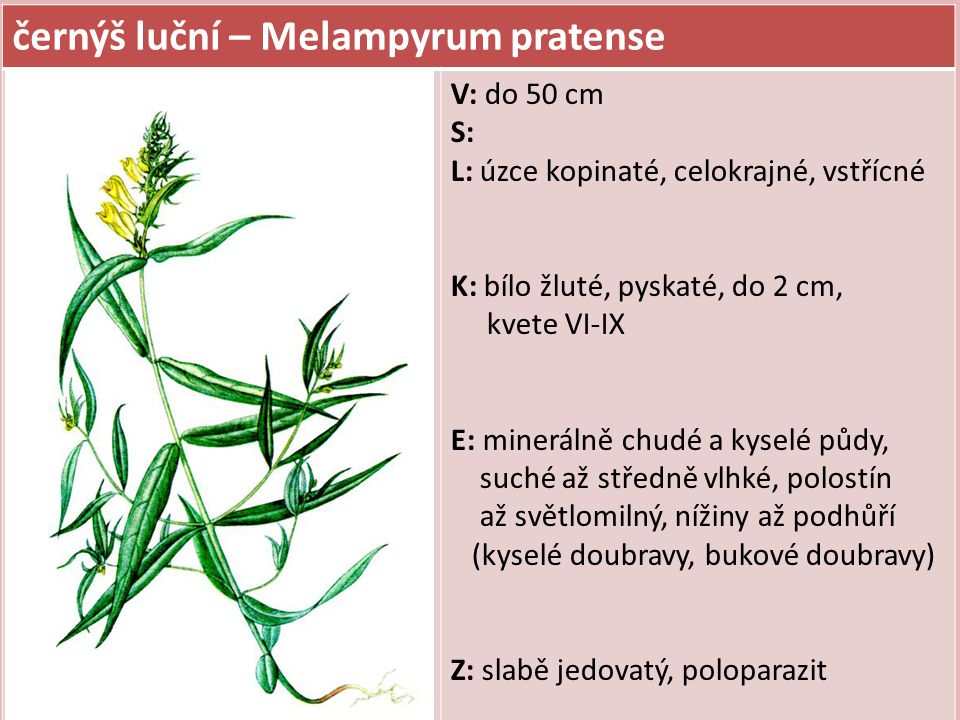 černýš luční – Melampyrum pratense