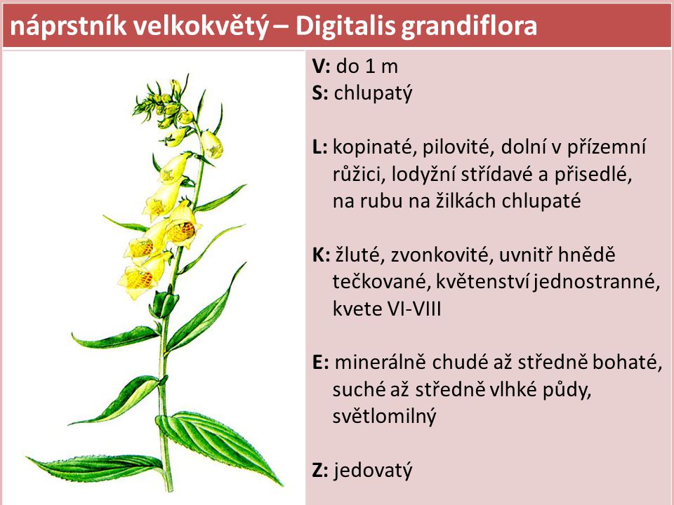 náprstník velkokvětý – Digitalis grandiflora