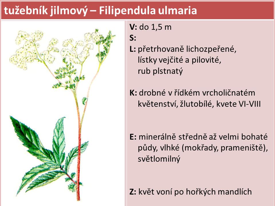 tužebník jilmový – Filipendula ulmaria