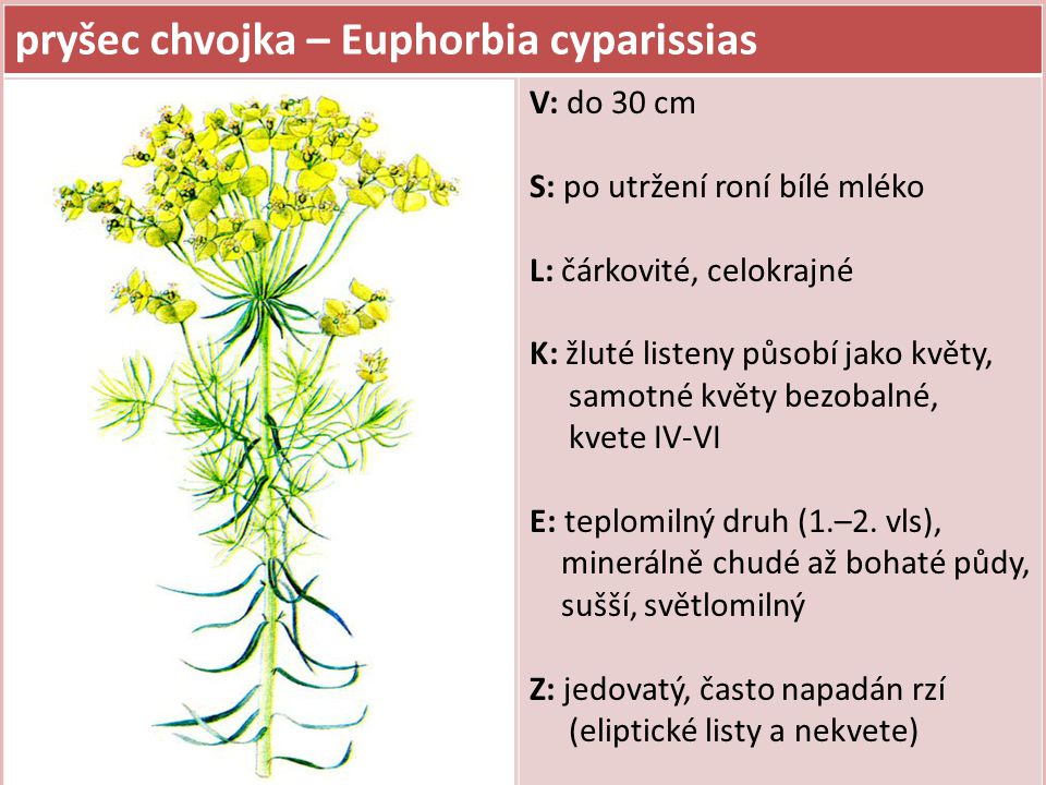pryšec chvojka – Euphorbia cyparissias
