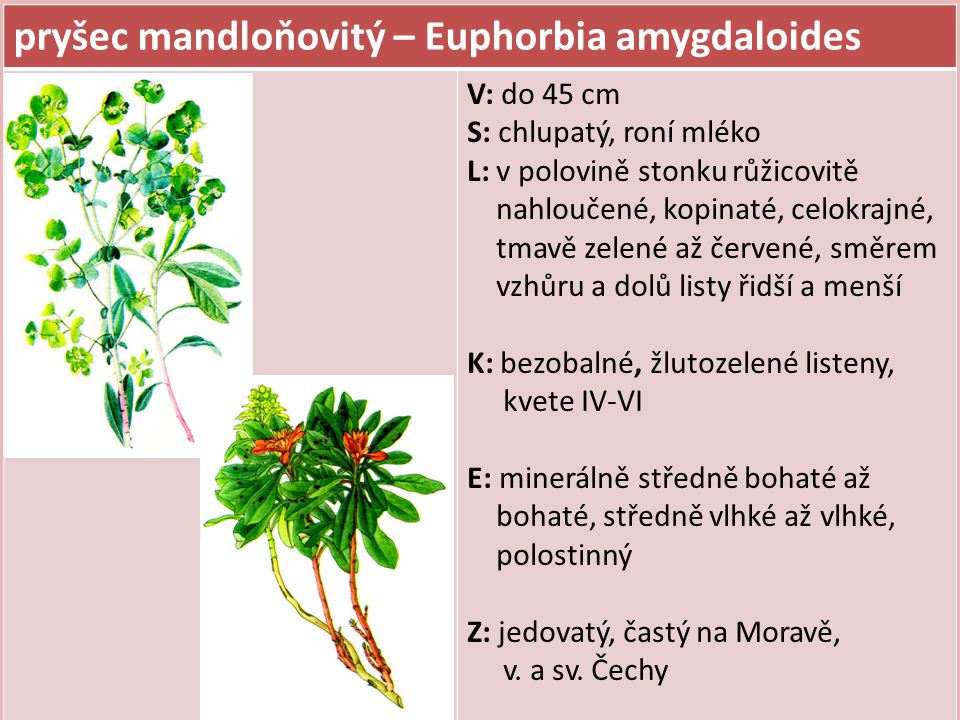 pryšec mandloňovitý – Euphorbia amygdaloides