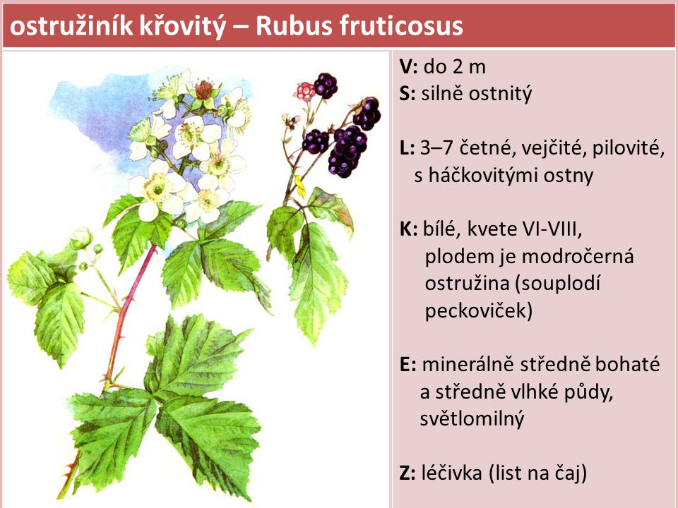ostružiník křovitý – Rubus fruticosus
