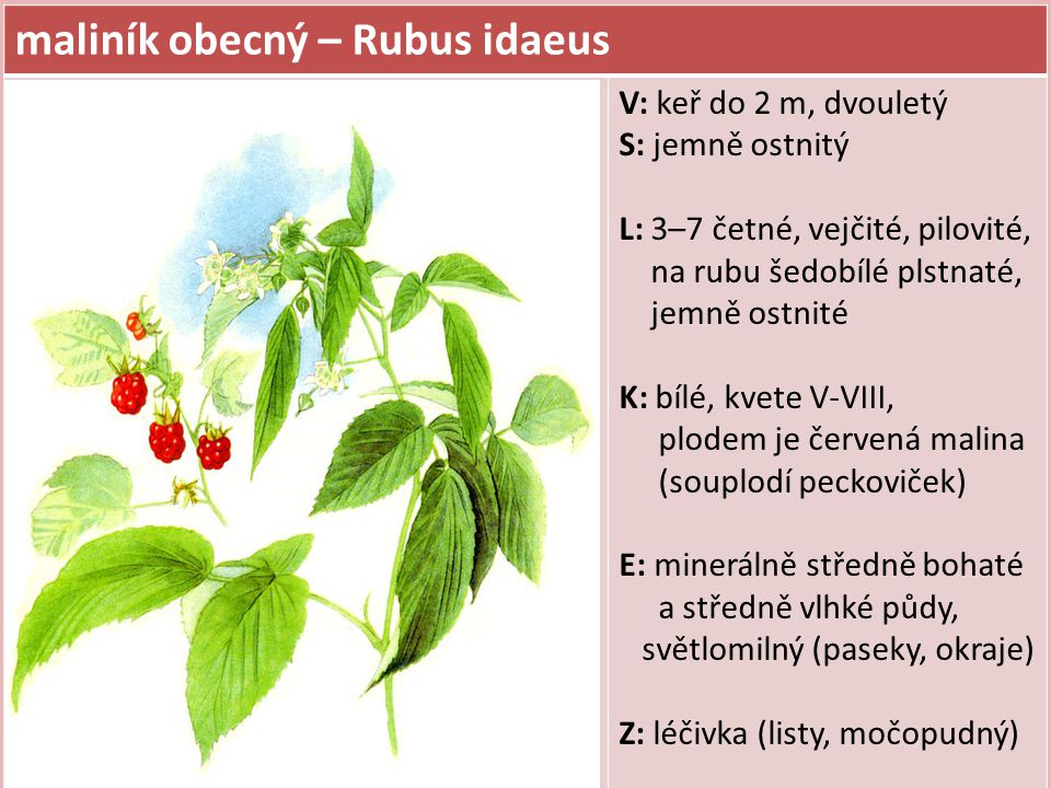 maliník obecný – Rubus idaeus