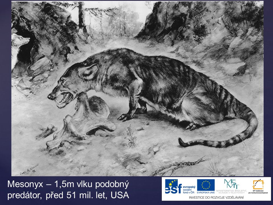 Mesonyx – 1,5m vlku podobný predátor, před 51 mil. let, USA