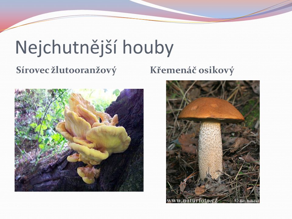 Nejchutnější houby Sírovec žlutooranžový Křemenáč osikový