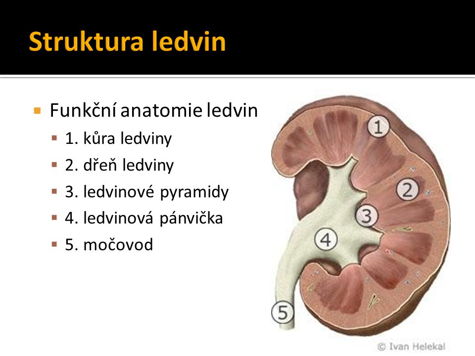 Struktura ledvin Funkční anatomie ledvin 1. kůra ledviny