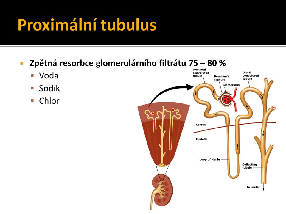 Proximální tubulus Zpětná resorbce glomerulárního filtrátu 75 – 80 %