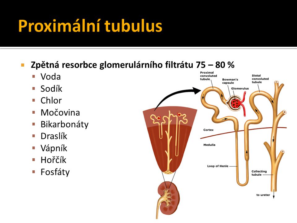 Proximální tubulus Zpětná resorbce glomerulárního filtrátu 75 – 80 %