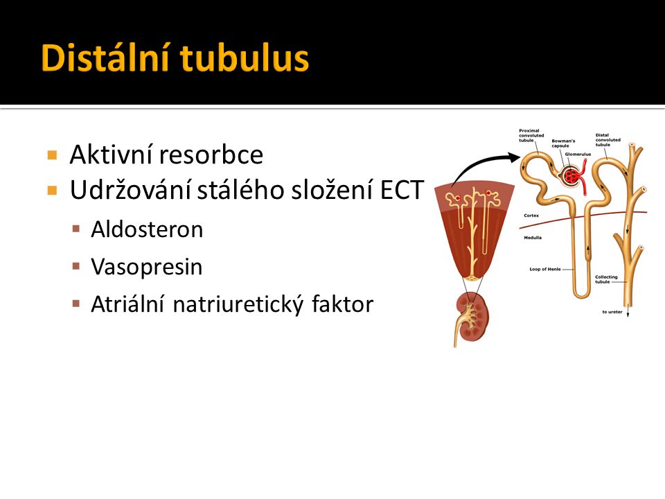 Distální tubulus Aktivní resorbce Udržování stálého složení ECT