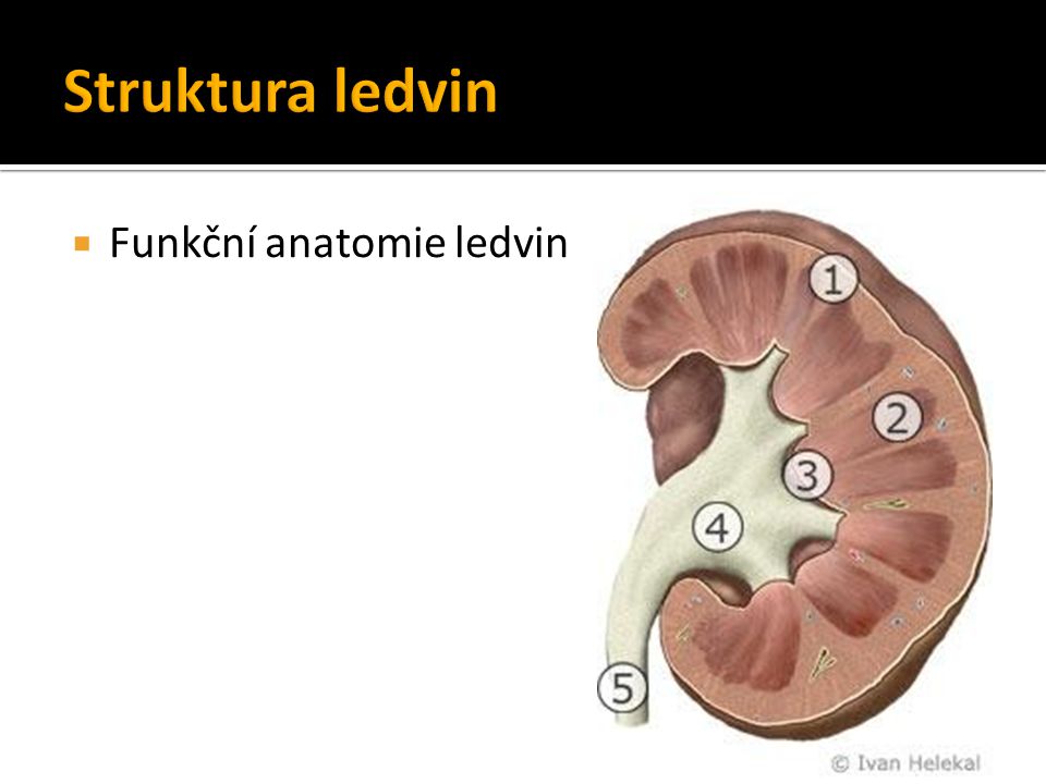 Struktura ledvin Funkční anatomie ledvin