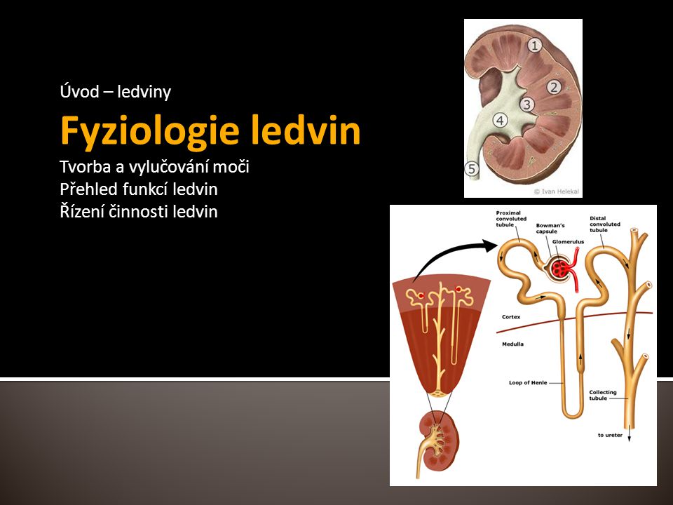 Fyziologie ledvin Úvod – ledviny Tvorba a vylučování moči