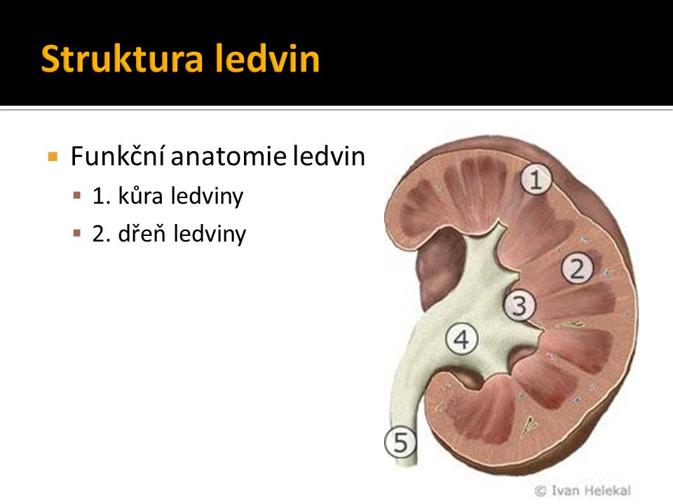 Struktura ledvin Funkční anatomie ledvin 1. kůra ledviny