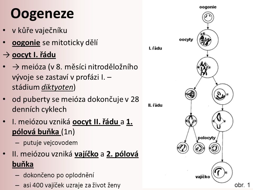 Oogeneze v kůře vaječníku oogonie se mitoticky dělí → oocyt I. řádu