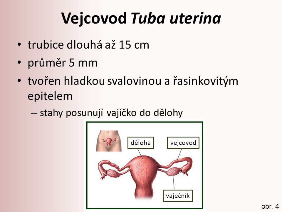 Vejcovod Tuba uterina trubice dlouhá až 15 cm průměr 5 mm