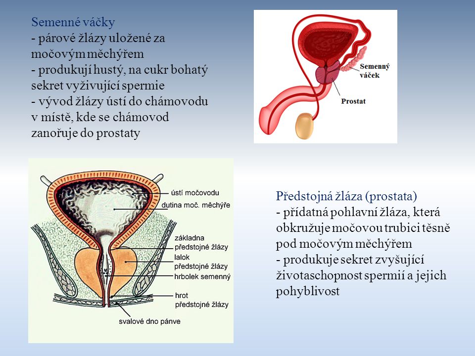 Semenné váčky - párové žlázy uložené za močovým měchýřem. - produkují hustý, na cukr bohatý sekret vyživující spermie.