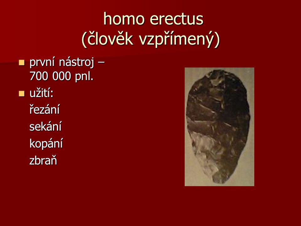 homo erectus (člověk vzpřímený)