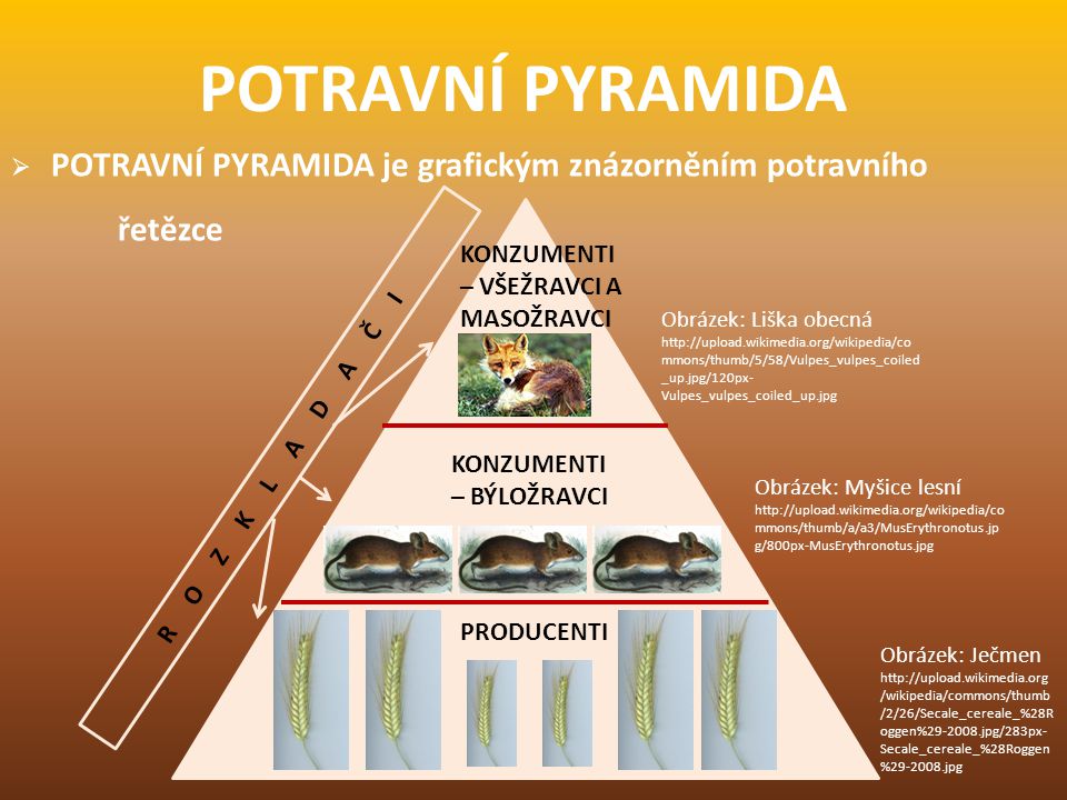 POTRAVNÍ PYRAMIDA POTRAVNÍ PYRAMIDA je grafickým znázorněním potravního řetězce. KONZUMENTI – VŠEŽRAVCI A MASOŽRAVCI.
