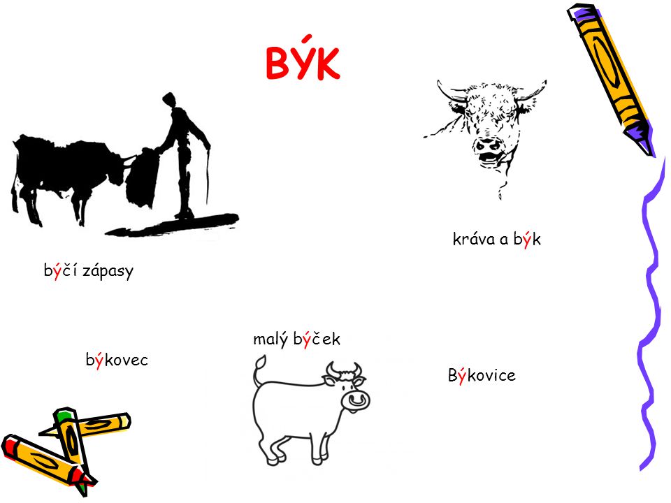 BÝK kráva a býk býčí zápasy malý býček býkovec Býkovice