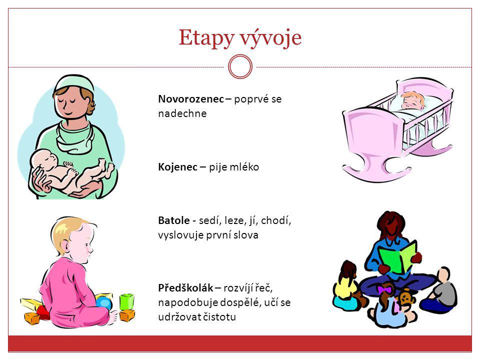 Etapy vývoje Novorozenec – poprvé se nadechne Kojenec – pije mléko