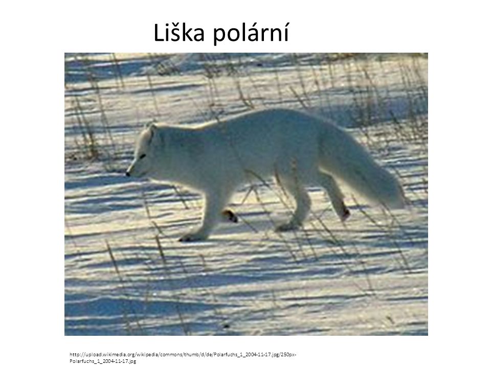 Liška polární