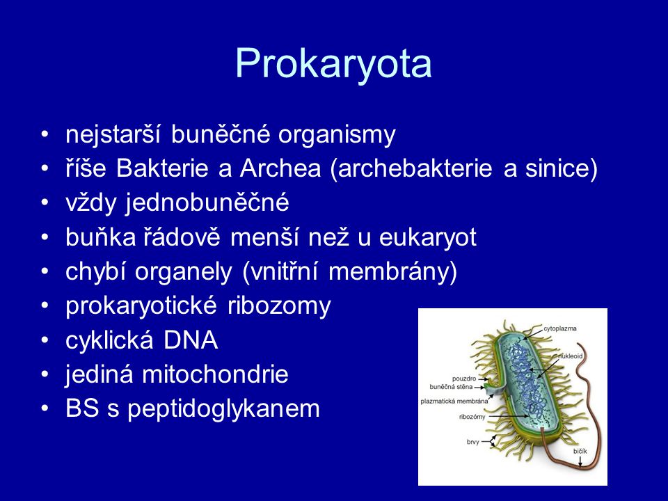 Prokaryota nejstarší buněčné organismy