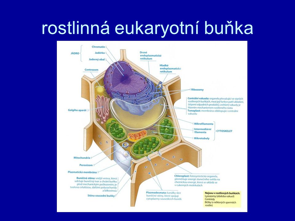 rostlinná eukaryotní buňka