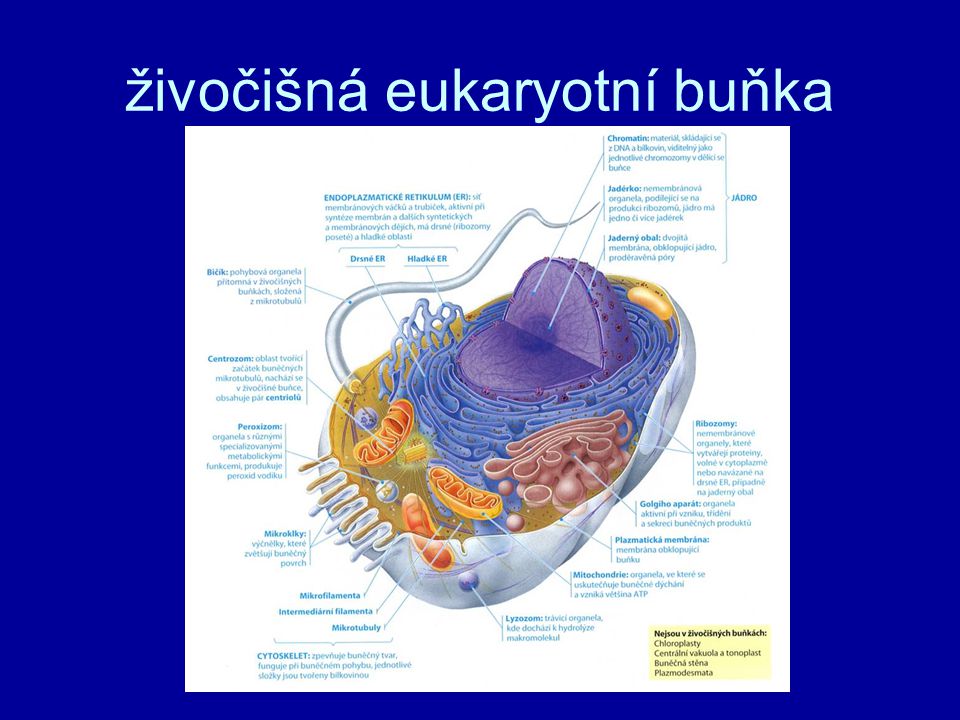 živočišná eukaryotní buňka