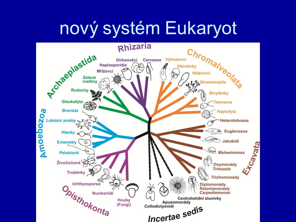 nový systém Eukaryot