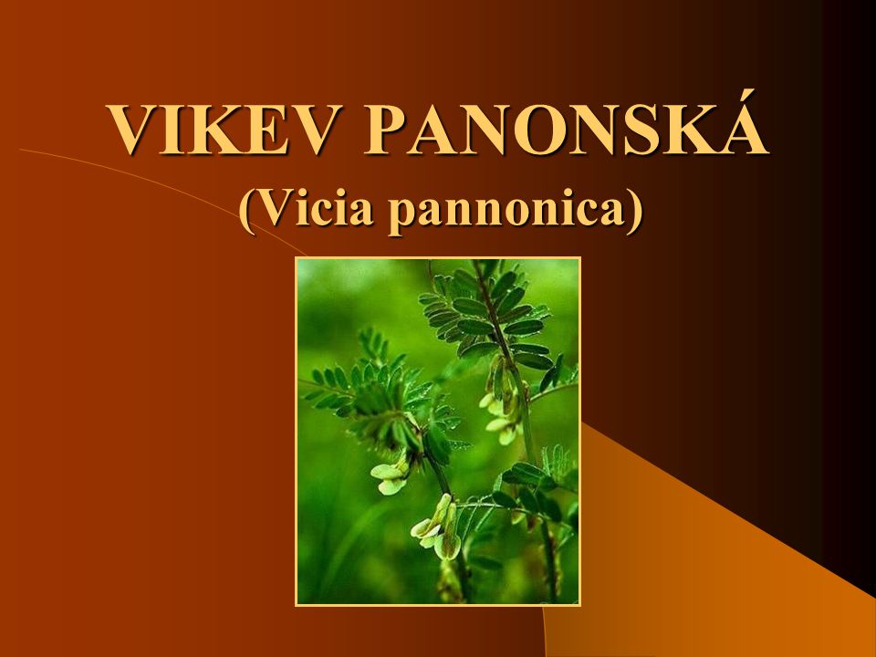VIKEV PANONSKÁ (Vicia pannonica)
