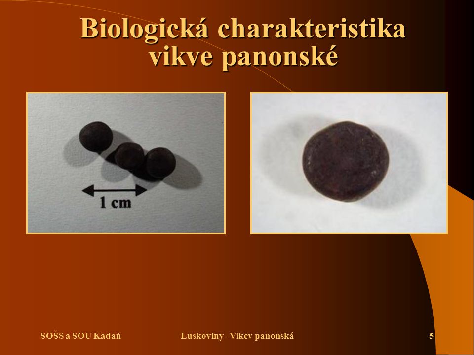 Biologická charakteristika vikve panonské Luskoviny - Vikev panonská