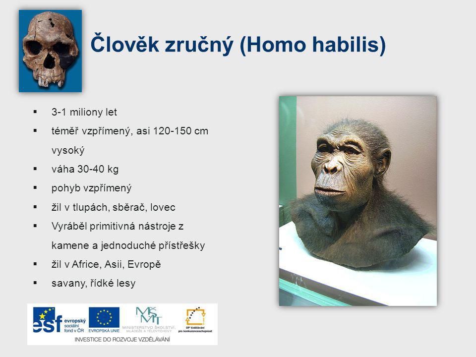 Člověk zručný (Homo habilis)