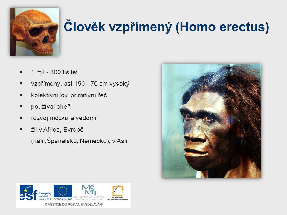 Člověk vzpřímený (Homo erectus)