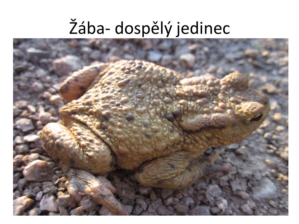 Žába- dospělý jedinec