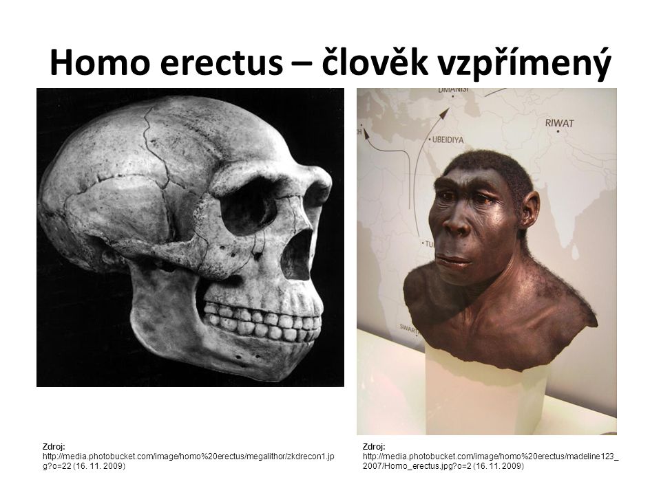 Homo erectus – člověk vzpřímený
