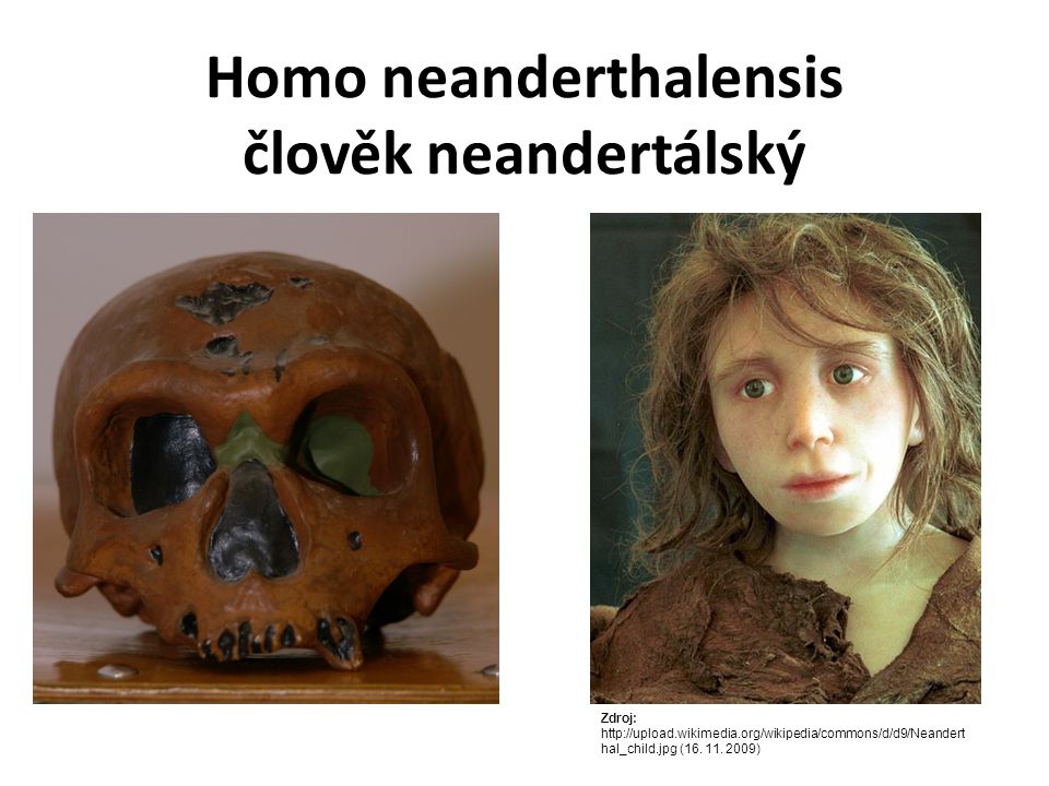 Homo neanderthalensis člověk neandertálský