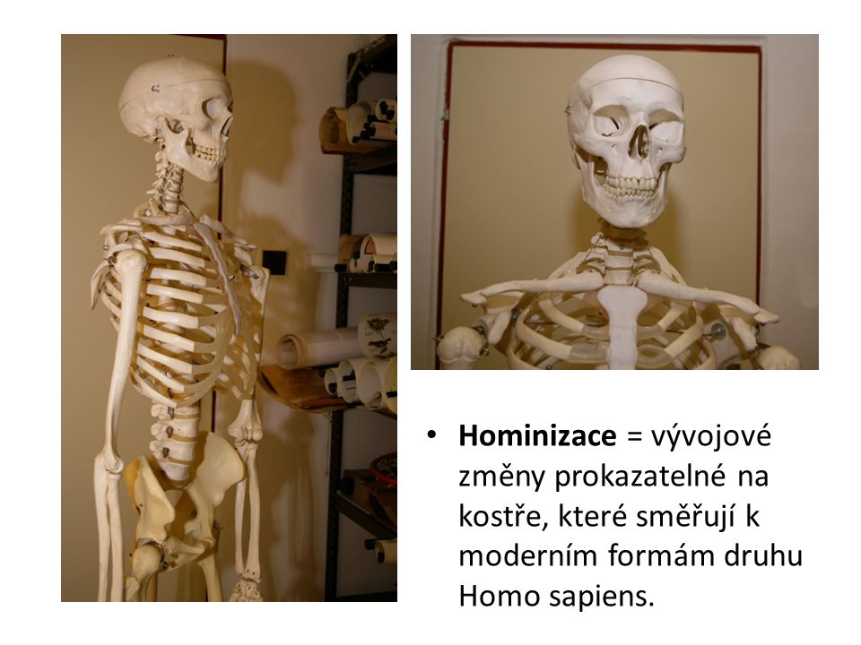 Hominizace = vývojové změny prokazatelné na kostře, které směřují k moderním formám druhu Homo sapiens.