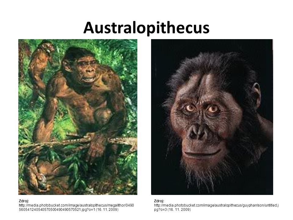 Australopithecus Zdroj:   o=1 ( )