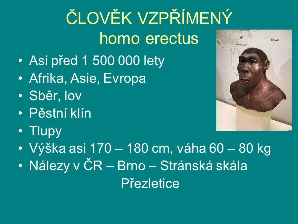 ČLOVĚK VZPŘÍMENÝ homo erectus