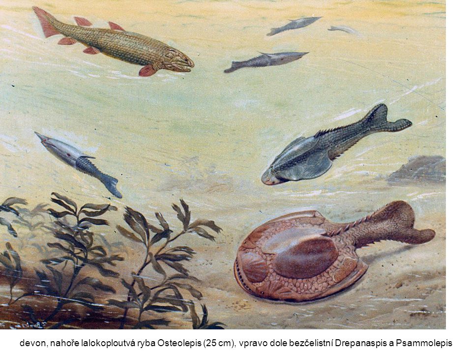 devon, nahoře lalokoploutvá ryba Osteolepis (25 cm), vpravo dole bezčelistní Drepanaspis a Psammolepis