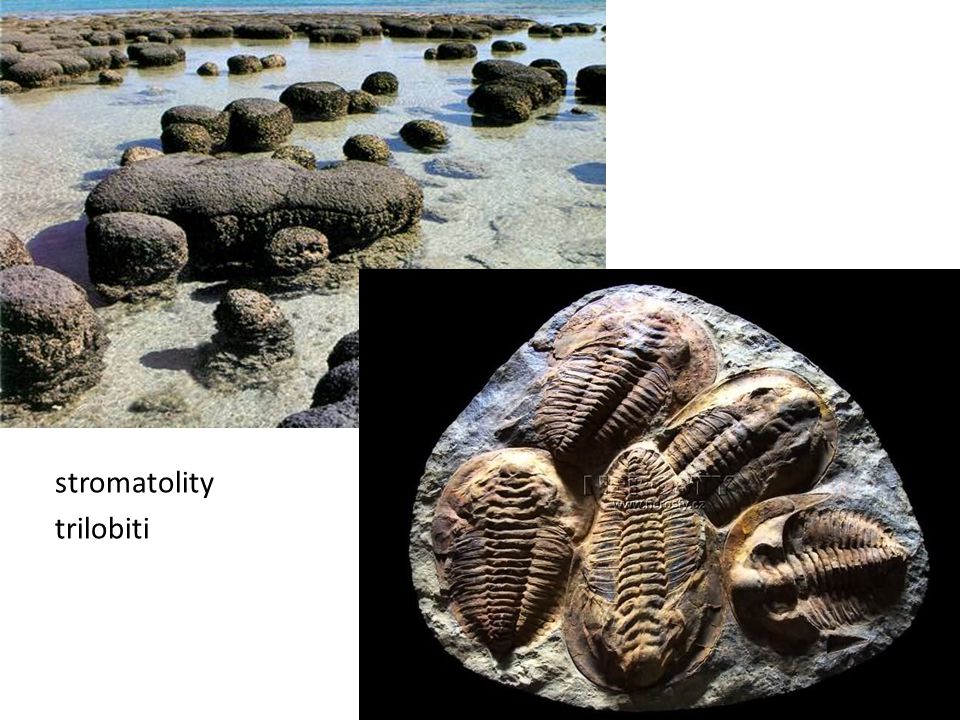 stromatolity trilobiti