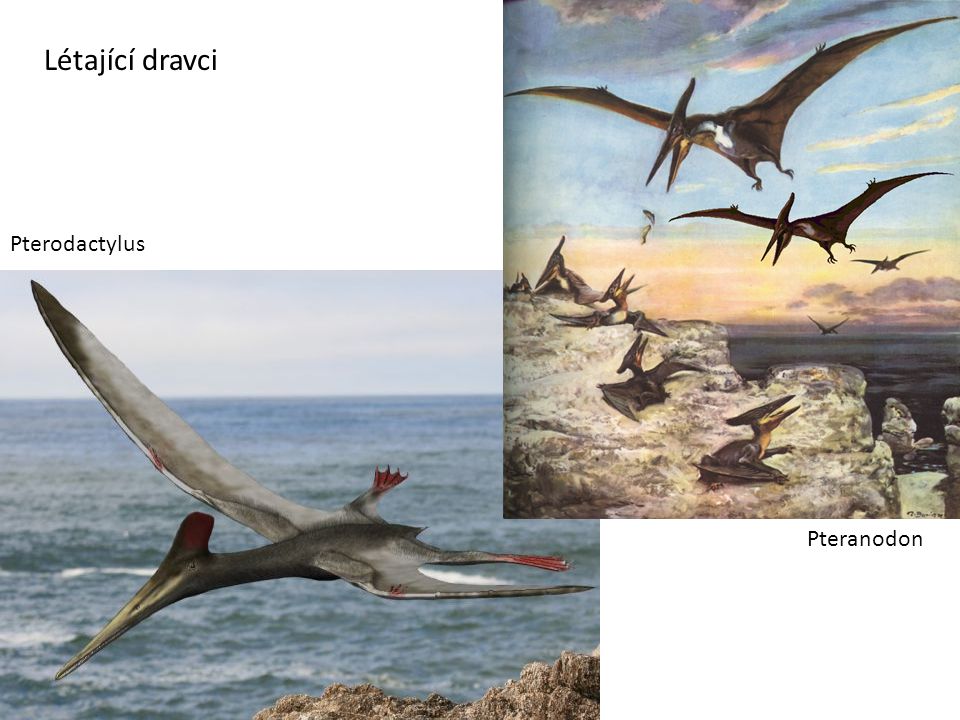 Létající dravci Pterodactylus Pteranodon