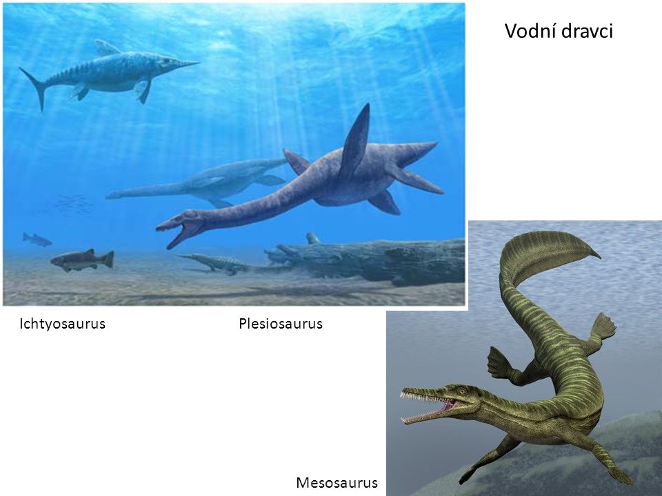 Vodní dravci Ichtyosaurus Plesiosaurus Mesosaurus