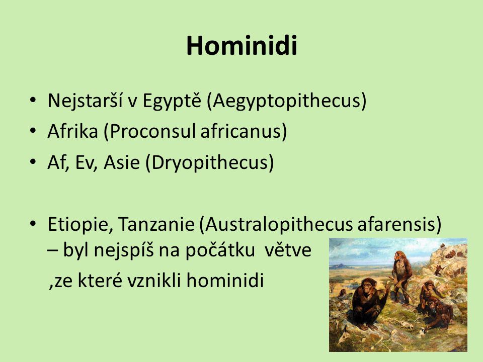 Hominidi Nejstarší v Egyptě (Aegyptopithecus)