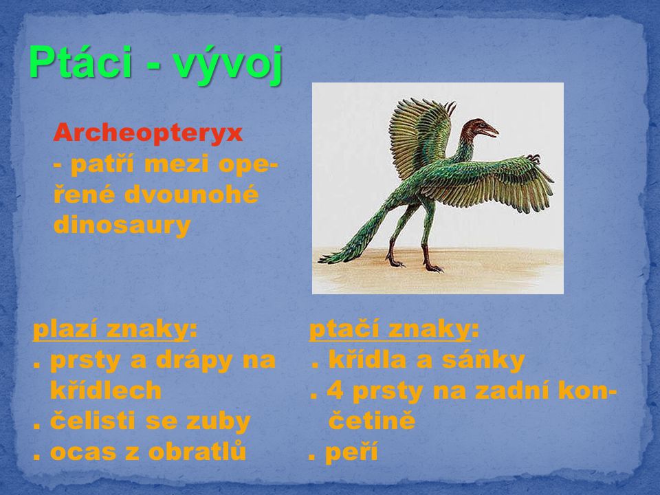 Ptáci - vývoj Archeopteryx - patří mezi ope- řené dvounohé dinosaury