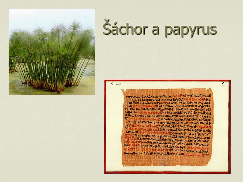 Šáchor a papyrus