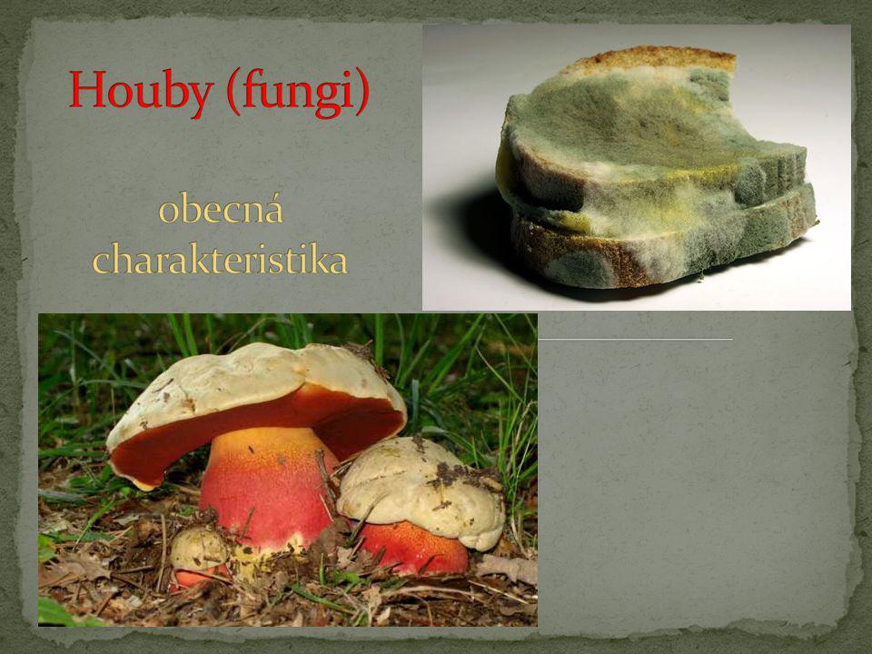 Houby (fungi) obecná charakteristika